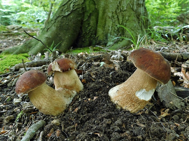 hríb dubový Boletus reticulatus Schaeff.