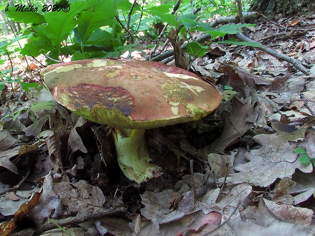 hríb kráľovský Butyriboletus regius (Krombh.) D. Arora & J.L. Frank