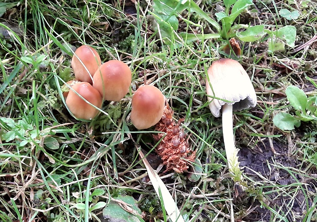 hnojník ligotavý Coprinellus micaceus (Bull.) Vilgalys, Hopple & Jacq. Johnson