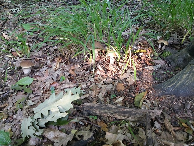 kozák hrabový Leccinum pseudoscabrum (Kallenb.) Šutara