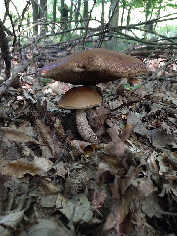 kozák hrabový Leccinum pseudoscabrum (Kallenb.) Šutara