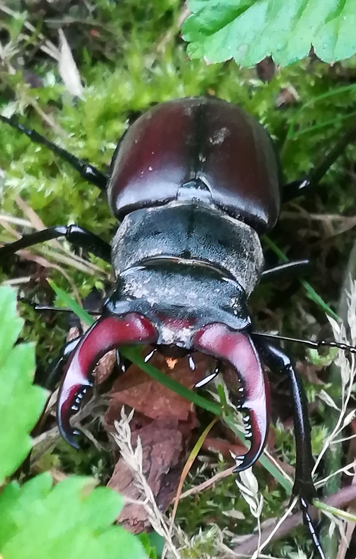 roháč veľký Lucanus cervus