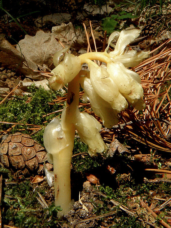 hniliak holý Monotropa hypophegea Wallr.