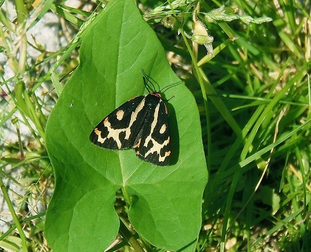 spriadač skorocelový  /   přástevník jitrocelový  ♀ Parasemia plantaginis Linnaeus, 1758