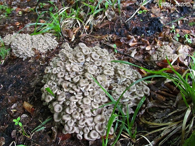 trúdnik klobúčkatý Polyporus umbellatus (Pers.) Fr.