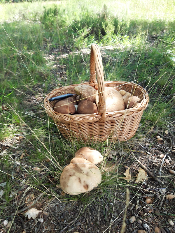 hríb dubový Boletus reticulatus Schaeff.