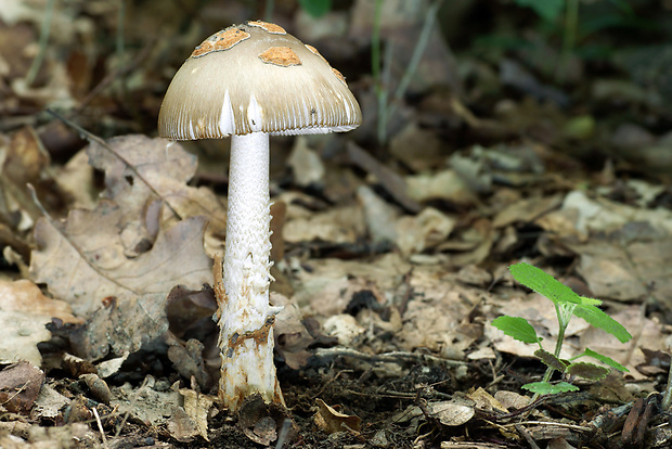 muchotrávka Amanita beckeri Huijsman