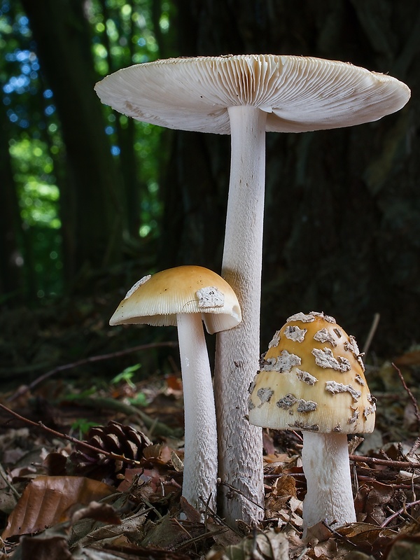 muchotrávka chrastavá Amanita ceciliae (Berk. & Broome) Bas