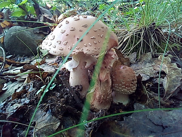 muchotrávka červenkastá Amanita rubescens Pers.