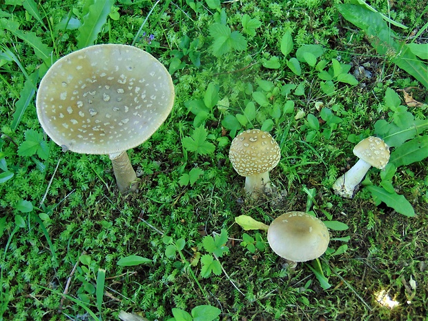 muchotrávka Amanita sp.