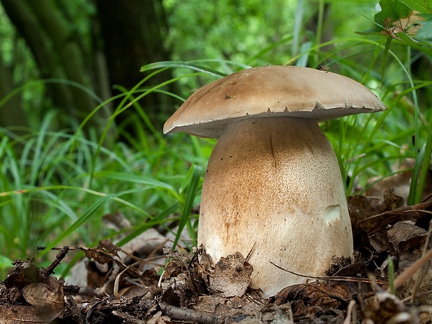 hríb dubový Boletus reticulatus Schaeff.