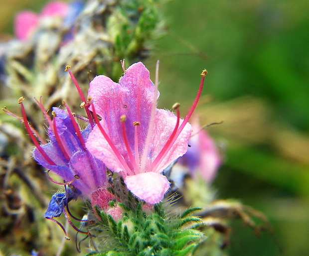 hadinec obyčajný Echium vulgare L.