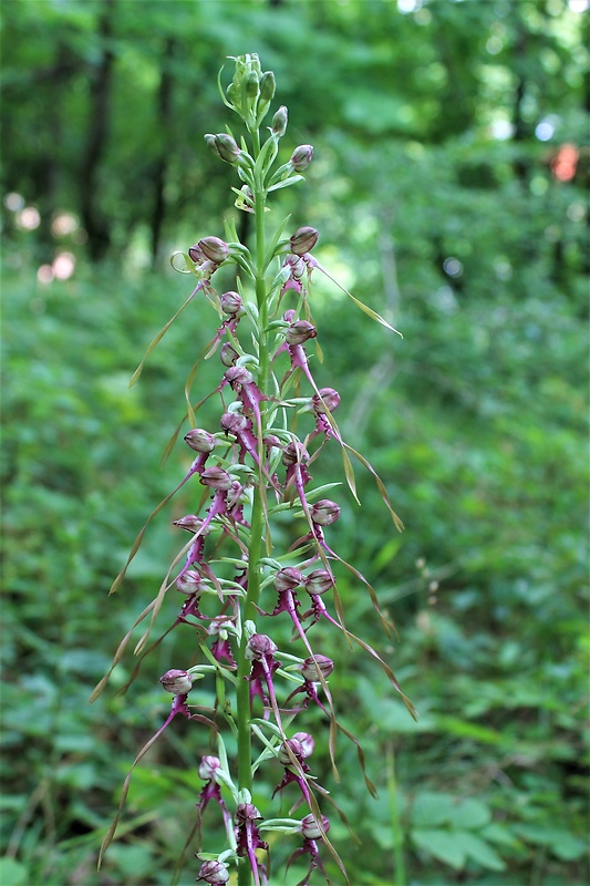 jazýčkovec  Himantoglossum jankae Somlyay, Kreutz &amp; Óvári