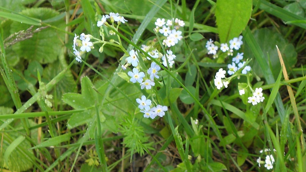 nezábudka lesná Myosotis sylvatica Ehrh. ex Hoffm.