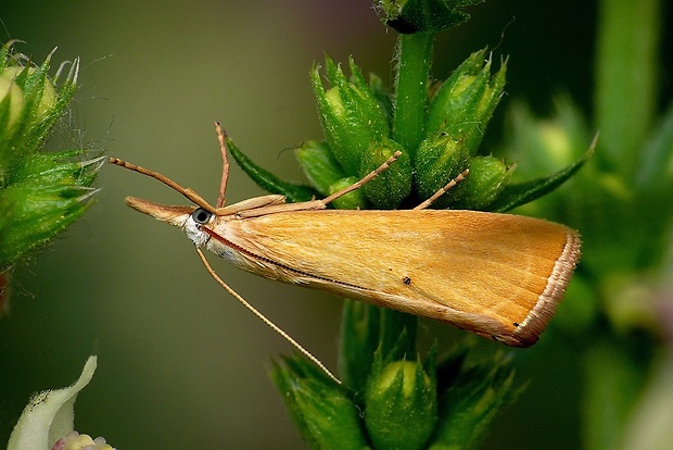 trávovec žltý (sk) / travařík (cz) Xanthocrambus saxonellus Zincken, 1821