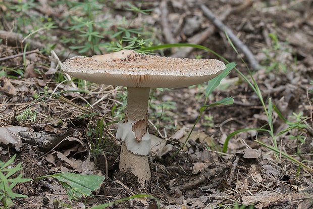 muchotrávka červenkastá Amanita rubescens Pers.