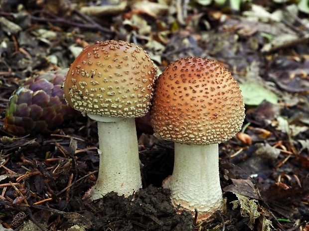 muchotrávka červenkastá Amanita rubescens Pers.