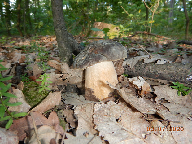 hríb bronzový Boletus aereus Bull. ex Fr.