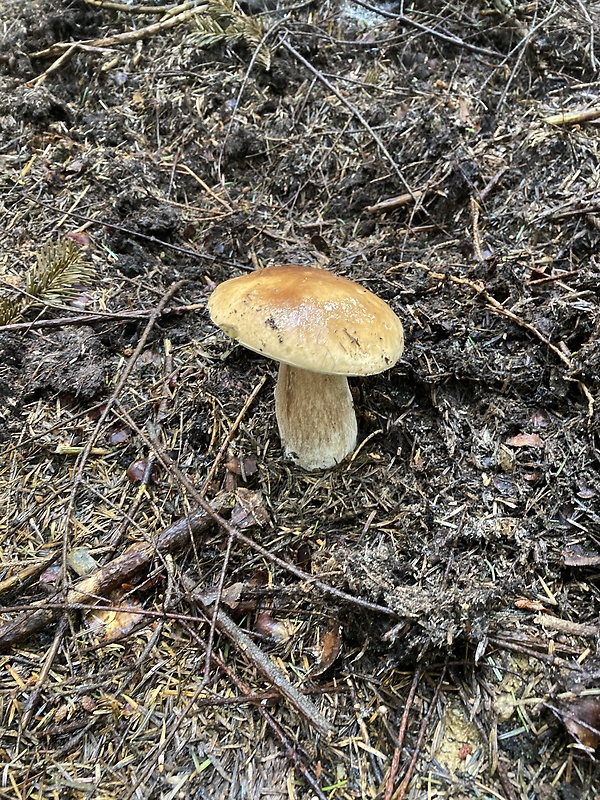 hríb smrekový Boletus edulis Bull.