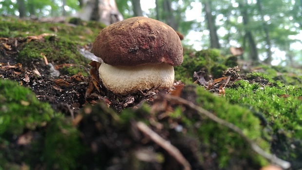 hríb sosnový Boletus pinophilus Pil. et Dermek in Pil.