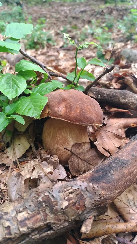 hríb dubový Boletus reticulatus Schaeff.