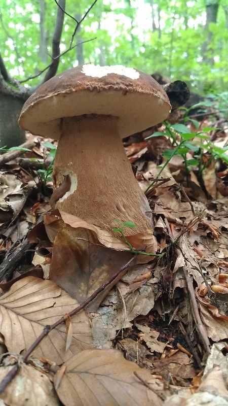 hríb dubový Boletus reticulatus Schaeff.