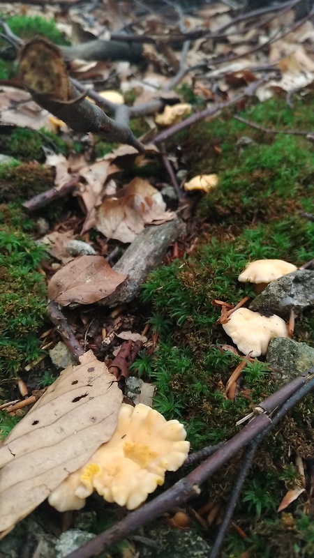 kuriatko Cantharellus sp.