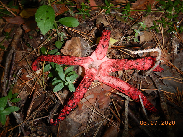 mrežovka kvetovitá Clathrus archeri (Berk.) Dring