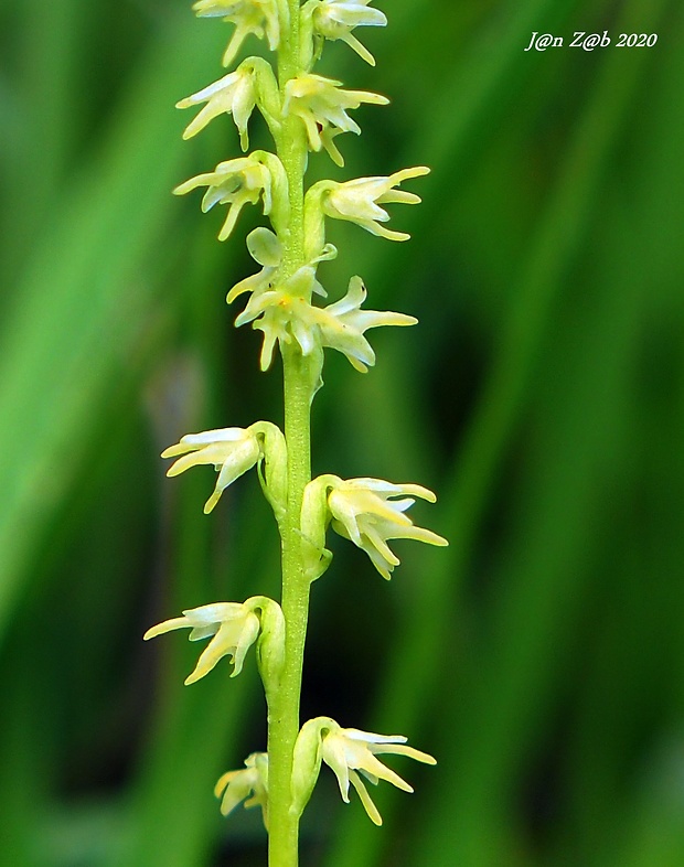 trčuľa jednohľuzá Herminium monorchis (L.) R. Br.