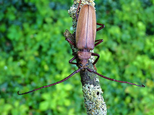 fuzáč drsnotykadlový Megopis scabricornis