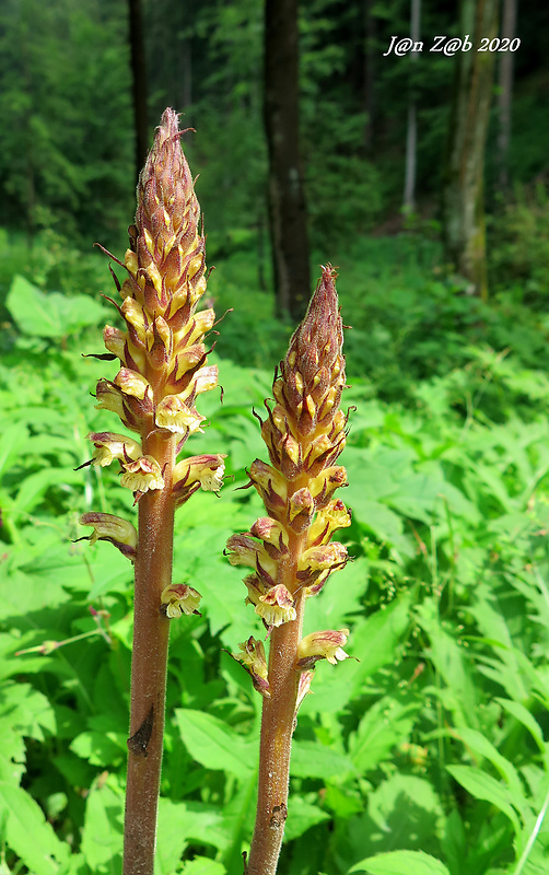 záraza sieťnatá Orobanche reticulata Wallr.