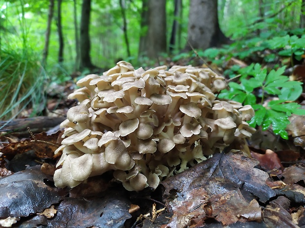 trúdnik klobúčkatý Polyporus umbellatus (Pers.) Fr.