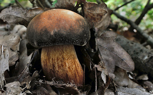 hríb bronzový Boletus aereus Bull. ex Fr.