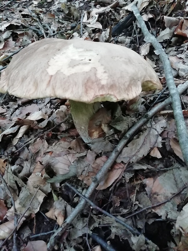 hríb dubový Boletus reticulatus Schaeff.