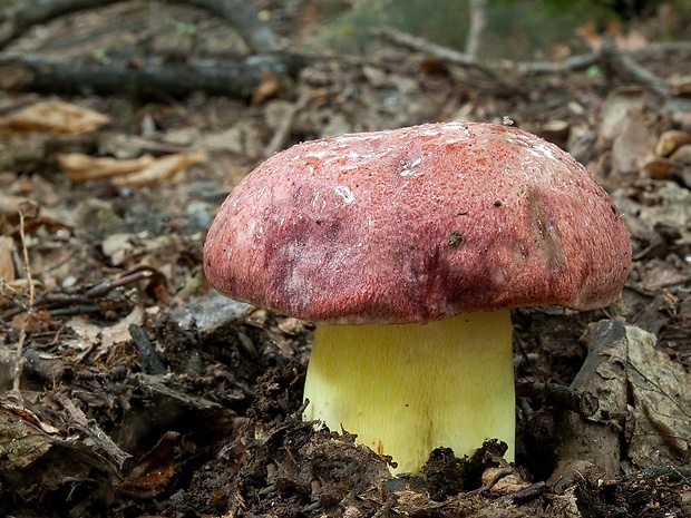 hríb kráľovský Butyriboletus regius (Krombh.) D. Arora & J.L. Frank