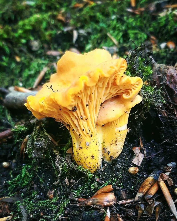 kuriatko Cantharellus sp.