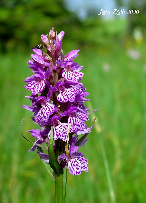 vstavačovec karpatský ? Dactylorhiza carpatica (Batoušek & C.A.J. Kreutz) P. Delforge