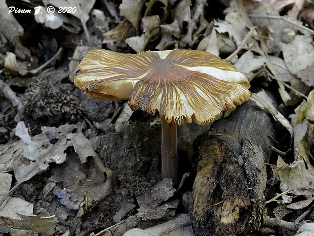 vláknica Inocybe sp.