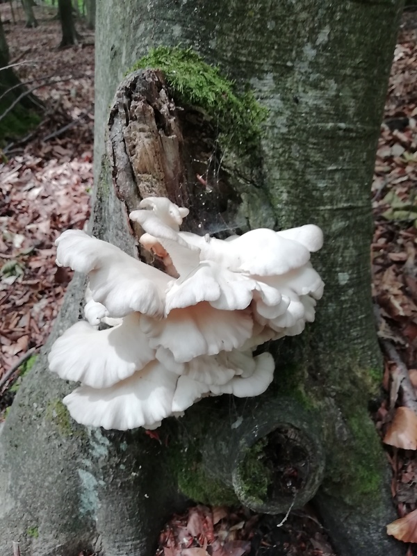 hliva buková Pleurotus pulmonarius (Fr.) Quél.