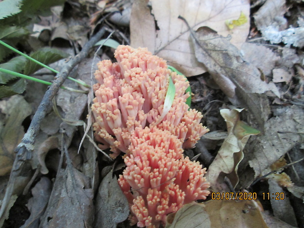 strapačka lososovoružová Ramaria subbotrytis (Coker) Corner