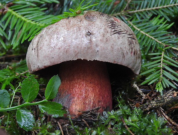 hríb úhľadný horský Rubroboletus rubrosanguineus (Cheype) Kuan Zhao & Zhu L. Yang