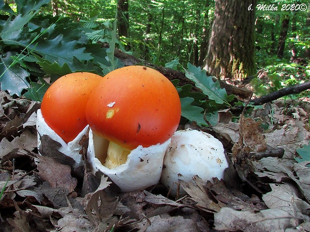 muchotrávka cisárska Amanita caesarea (Scop.) Pers.