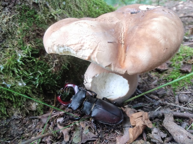 hríb dubový Boletus reticulatus Schaeff.