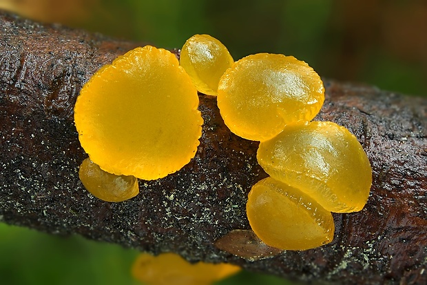 trasľavka horská Guepiniopsis alpina (Earle) Brasf.