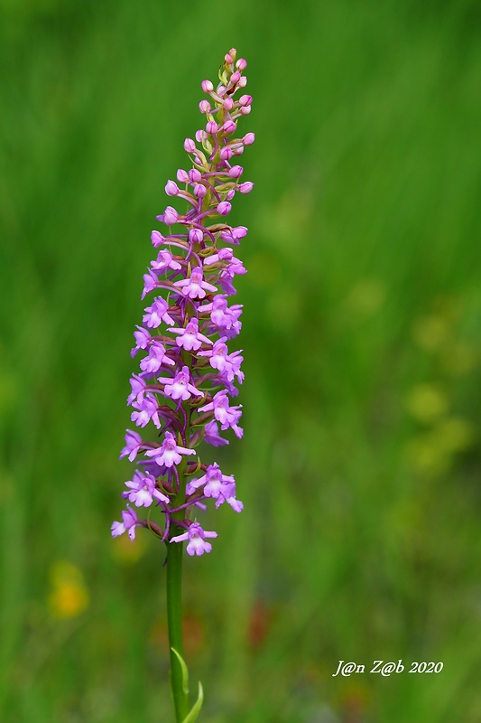 päťprstnica obyčajná Gymnadenia conopsea (L.) R. Br.