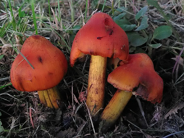 lúčnica kužeľovitá Hygrocybe conica (Schaeff.) P. Kumm.