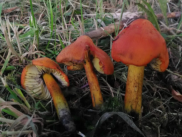 lúčnica kužeľovitá Hygrocybe conica (Schaeff.) P. Kumm.