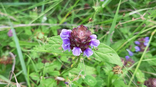 čiernohlávok obyčajný Prunella vulgaris L.