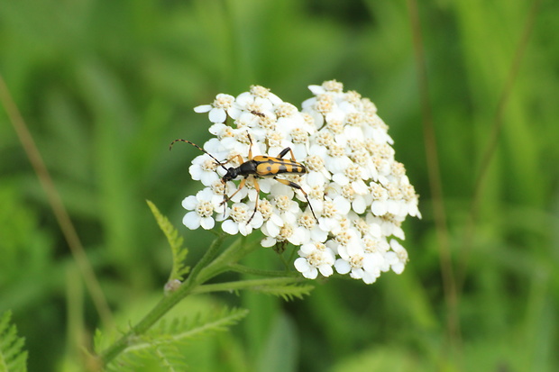 fuzáč škvrnitý   Rutpela maculata