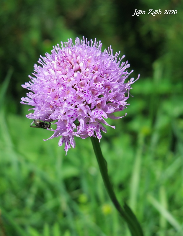 pavstavač hlavatý Traunsteinera globosa (L.) Reichenb.